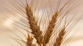 Stem of wheat in Bute web.jpg