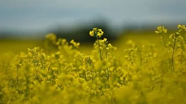 Oilseeds.jpg