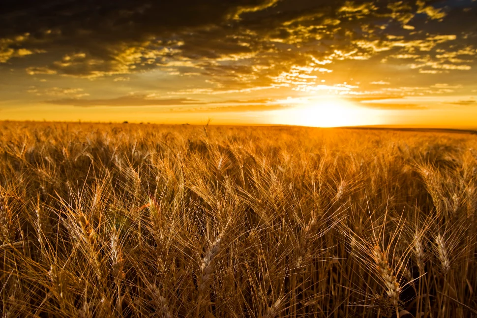 Wheat crops in Bute.jpg